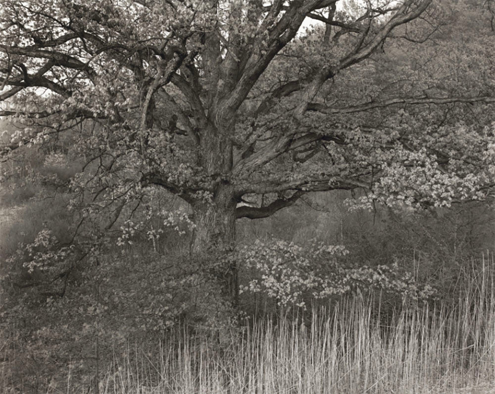 Oak Tree 1970 by George Tice