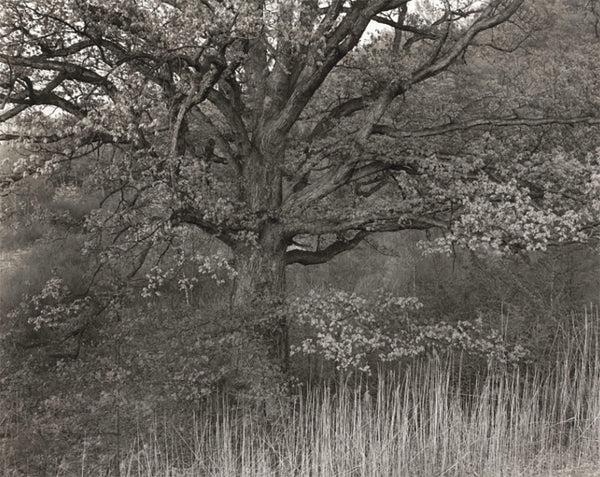 Oak Tree 1970 by George Tice