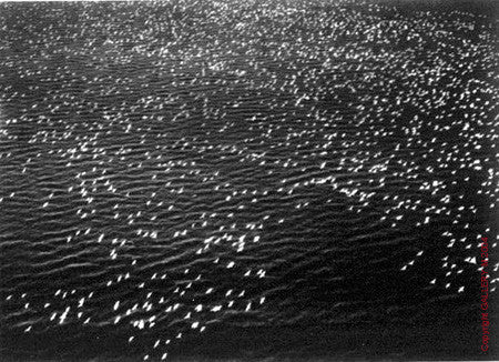 Snow Geese by Margaret Bourke-White