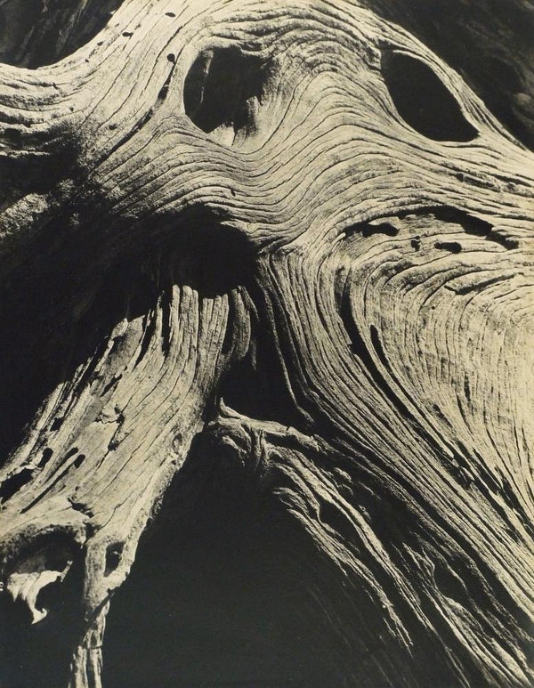 Brett Weston Cypress.