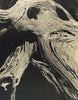 Brett Weston Cypress.