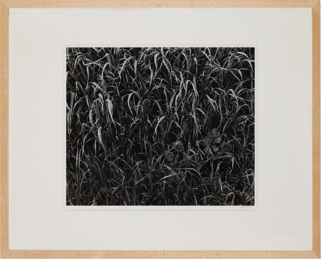 Ansel Adams Grasses in Rain, Glacier Bay National Monument, Alaska