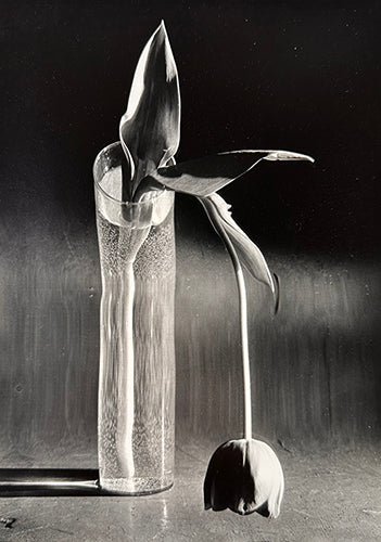 Andre Kertestz Melancholic Tulip in 1939.