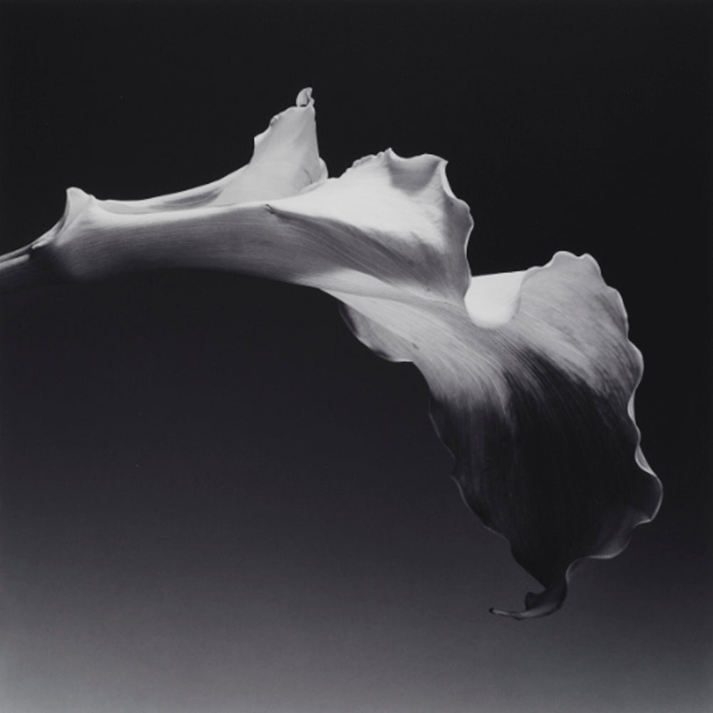 calla lily photography black and white Calla Lily, 1988