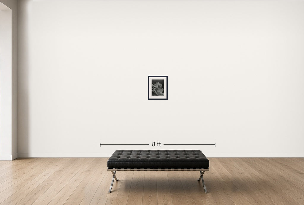 Room view — Aloe (1949) by Imogen Cunningham shown to scale on a gallery wall at 13.5 x 10.5 in. Not a reproduction of the work.