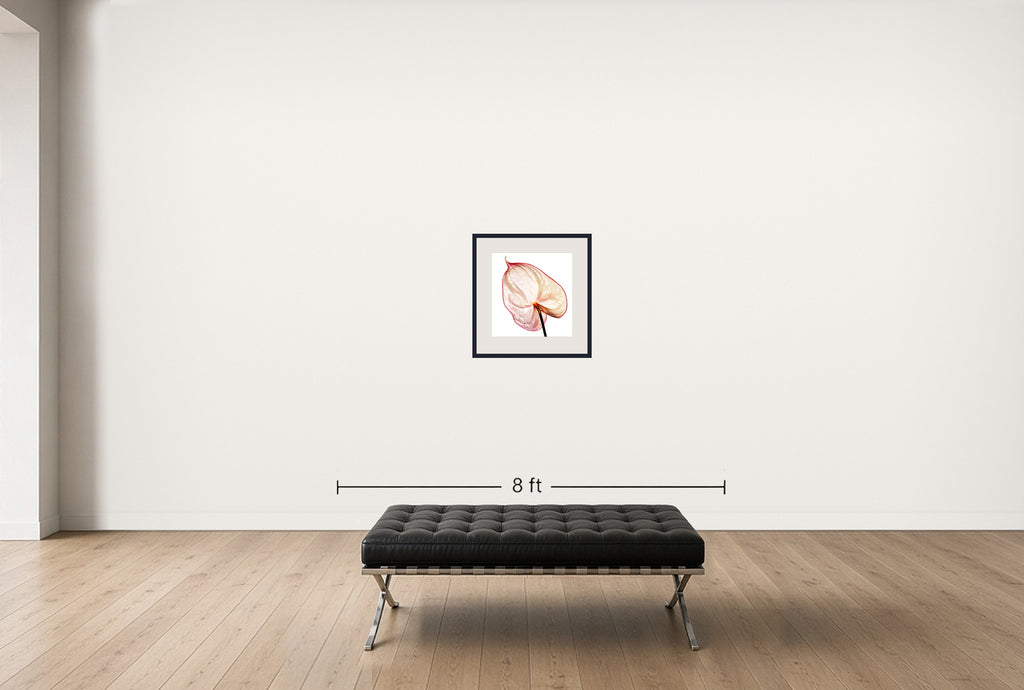 Room view — Anthurium Fantasia by Howard Schatz shown to scale on a gallery wall at 24 x 20 in. Not a reproduction of the work.