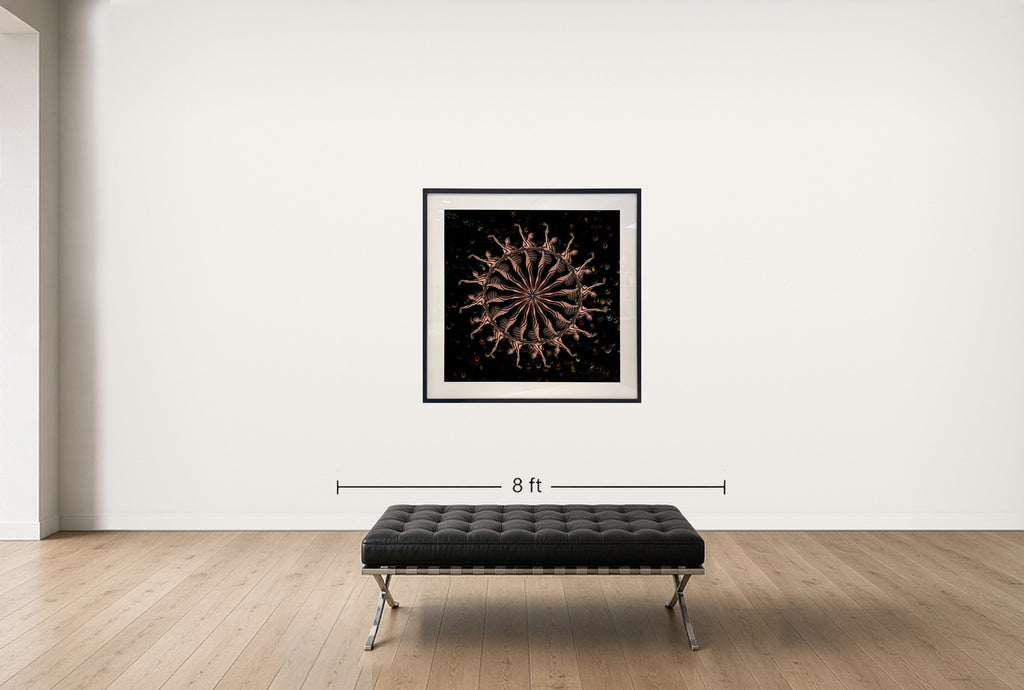 Room view — Human Body Study 1808 by Howard Schatz shown to scale on a gallery wall at 55 x 54 in. Not a reproduction of the work.