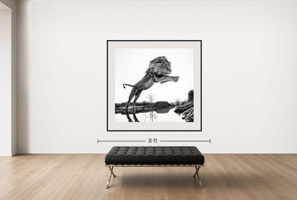 Room view — Lion King, 2014 by David Yarrow shown to scale on a gallery wall at 72 x 67 in. Not a reproduction of the work.