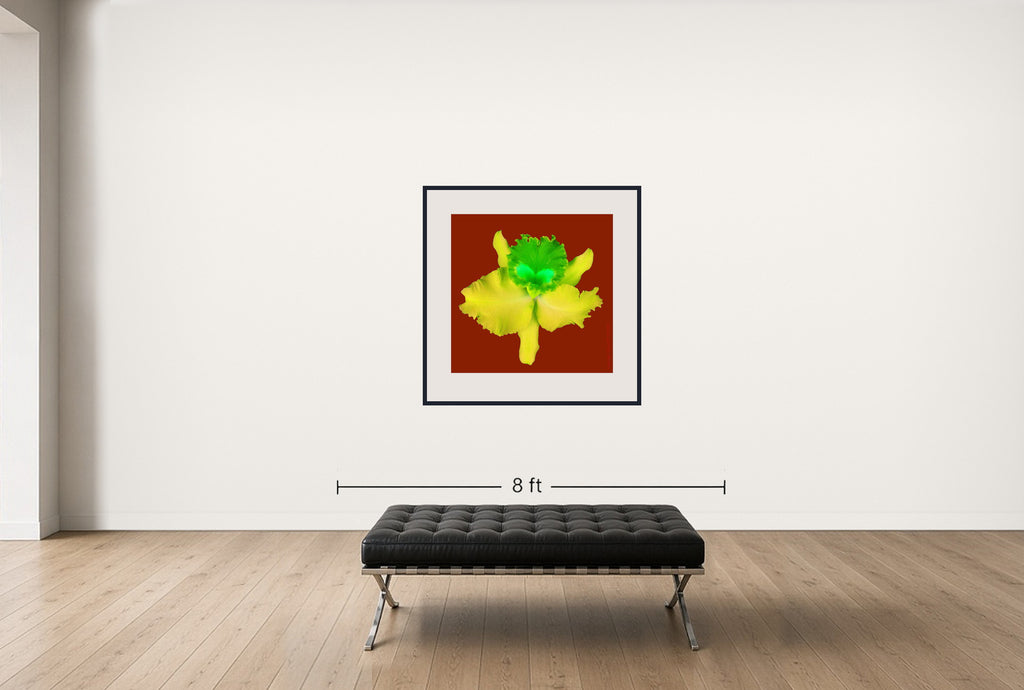 Room view — Mount Adams Orchid Cattleya 2 - APP by Howard Schatz shown to scale on a gallery wall at 40 x 40 in. Not a reproduction of the work.
