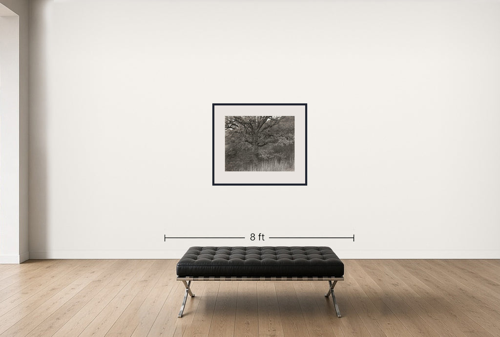 Room view — Oak Tree, Holmdel, New Jersey 1970 by George Tice shown to scale on a gallery wall at 28 x 36 in. Not a reproduction of the work.