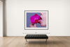 Room view — Orchid 2019 by Tyler Shields shown to scale on a gallery wall at 56 x 72 in. Not a reproduction of the work.