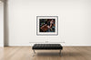 Room view — Sloth - B by Howard Schatz shown to scale on a gallery wall at 38 x 48 in. Not a reproduction of the work.