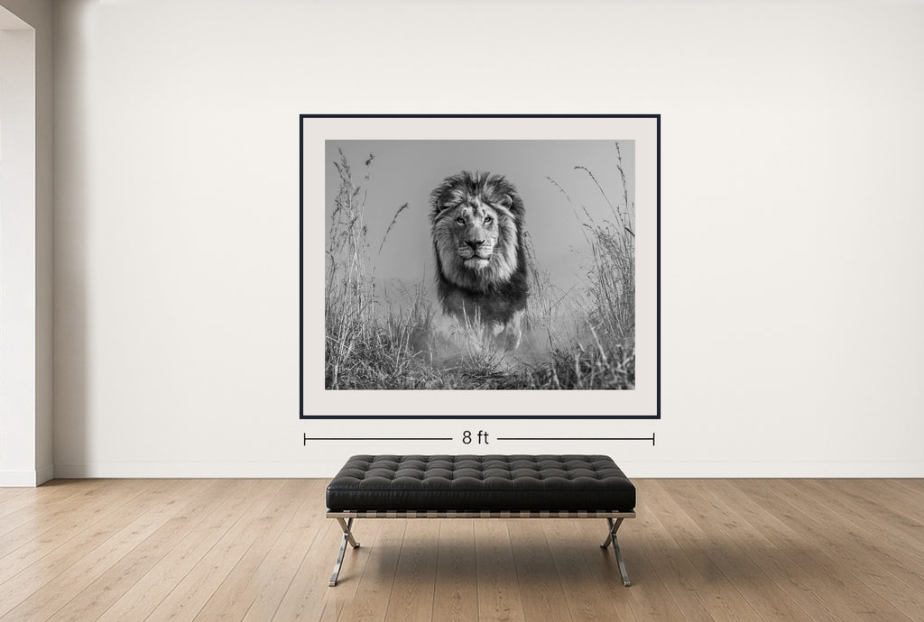 Room view — The King and I, 2016 by David Yarrow shown to scale on a gallery wall at 71 x 85 in. Not a reproduction of the work.