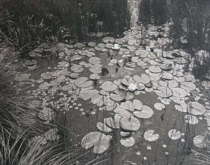 Aquatic Plants by George Tice