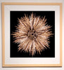 Dancers Flower #3 - 24 - Howard Schatz