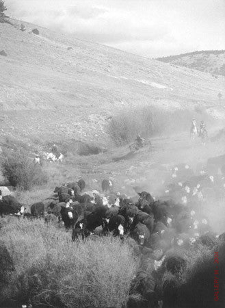 Cattle Drive #25 by Allen Birnbach