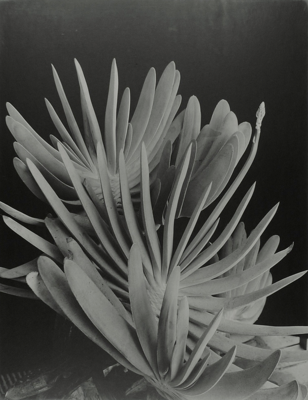 Aloe (1949) - Imogen Cunningham