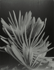 Aloe (1949) - Imogen Cunningham