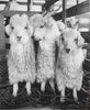 Angora Goats by Alfred Eisenstaedt