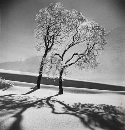 Trees in Snow by Alfred Eisenstaedt