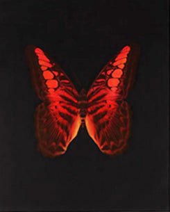 Damien Hirst Red Butterfly Etching 2008