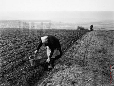 Potato Planting by Carl Mydans