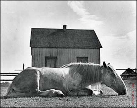 Gaspe Horse by Walter Rosenblum