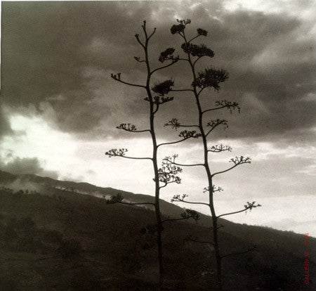 Landscape with Two Branches by Walter Rosenblum