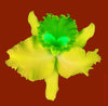 Orchid Catylaya 2 by Howard Schatz