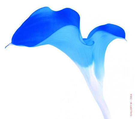 Howard Schatz | Calla Lily 009– GALLERY M