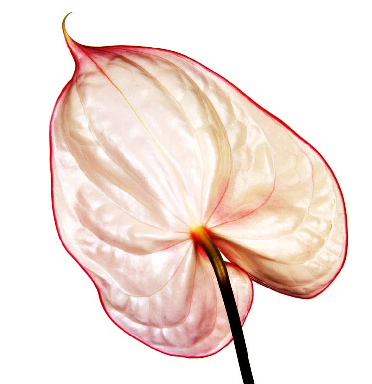 Anthurium Fantasia by Howard Schatz