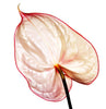 Anthurium Fantasia by Howard Schatz