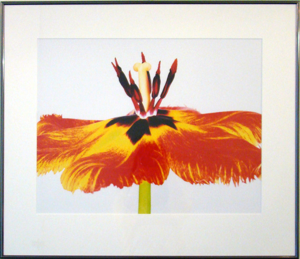 Framed - Gudoscnick Tulip by Howard Schatz
