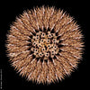 Howard Schatz Dancers Flower 8