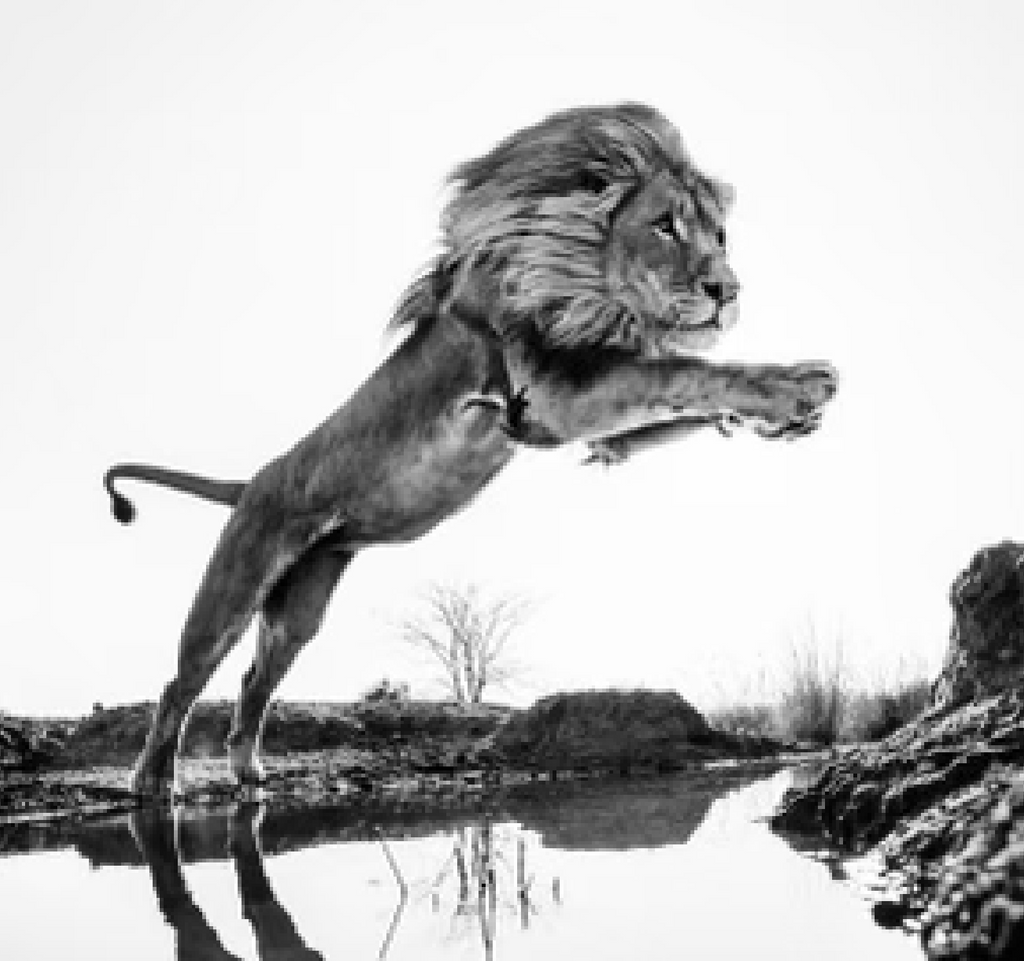 Lion King Dinokeng, South Africa 2014  by Yarrow