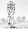 Hot Legs Nambia 2019 by David Yarrow